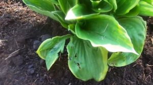 Весенний уход за многолетним растением - хоста.