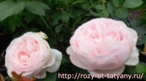 Роза флорибунда "Герцогиня Кристиана/Herzogin Chistiana" - Питомник роз от Татьяны