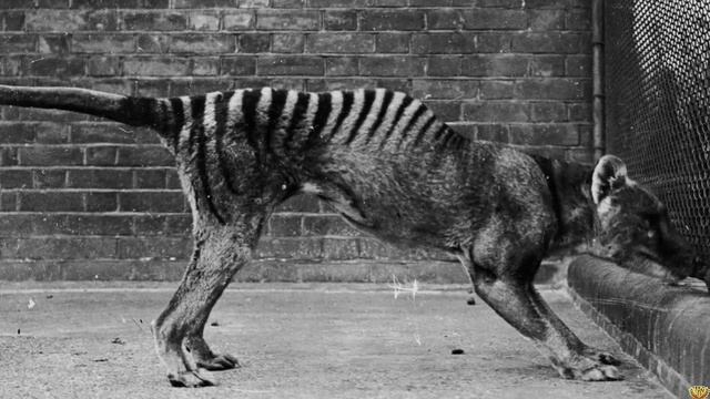 САМЫЕ КРАСИВЫЕ И РЕДКИЕ ВОЛКИ смотреть онлайн