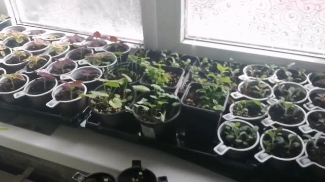 Дела дачные Начало нового дачного сезона.