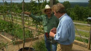 Cordon Gala Apple Tree | P. Allen Smith Classics