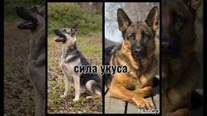 Кто же лучше ВЕО или Немецкая овчарка!?