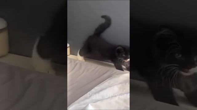 Ставь ЛАЙК если любишь котиков 💔😂 смотреть онлайн