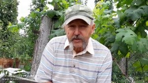 Как готовить черенки для окулировки