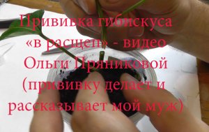 Прививка Гибискуса "в расщеп"- видео Ольги Пряниковой (показывает и рассказывает мой муж Андрей)