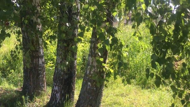 21 ИЮНЯ в Духов день  ЗАГАДАЙ ЖЕЛАНИЕ. Что нужно делать в этот день