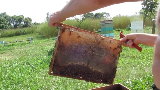 Пчелы убийцы. смотреть онлайн