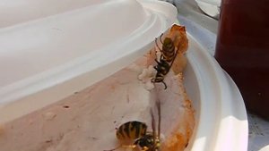 Осы едят мою колбасу!!!