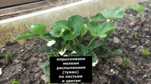 Обработка клубники борной кислотой повысит урожайность, защитит от болезней. Рецепт подкормки