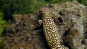 Ядозуб – Прожорливый пустынный Монстр с полным ртом ядовитых зубов!