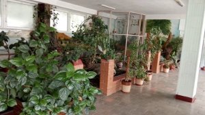 НАША ЛЮБИМАЯ ШКОЛА ЗЕЛЕНЫЙ И ЖИВОЙ УГОЛОК