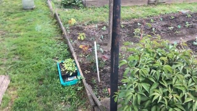 Как правильно пасынковать Помидоры в Теплице