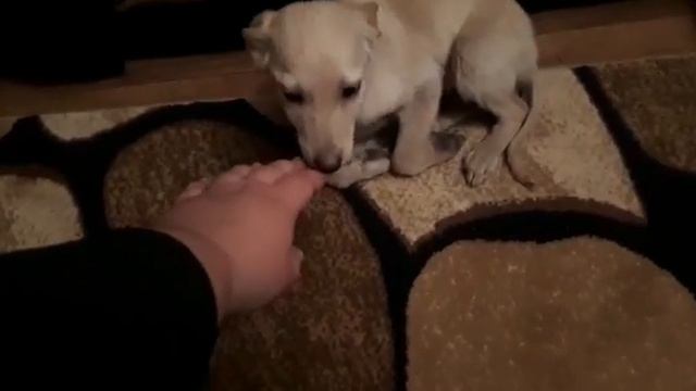 VID 20181210 WA0067 Щенка выбросили зимой на улицу. смотреть онлайн