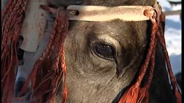 Надым. День Оленевода, 2011 год смотреть онлайн