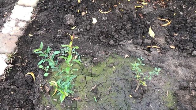 Итоги выращивания гранат в Одесской области 2020 смотреть онлайн