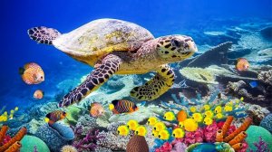 Подводные чудеса - Расслабляющая музыка и красивые виды Full HD