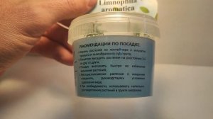 Живое аквариумное растение Лимнофила Ароматика меристемное