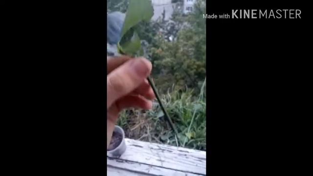 Лимон из черенка (часть 1) смотреть онлайн