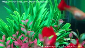 НАШИ МОСКОВСКИЕ КРАСНЫЕ ГУППИ - RED MOSCOW GUPPY