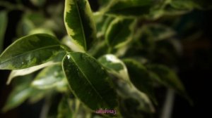 Фикус Бенджамина Кинки