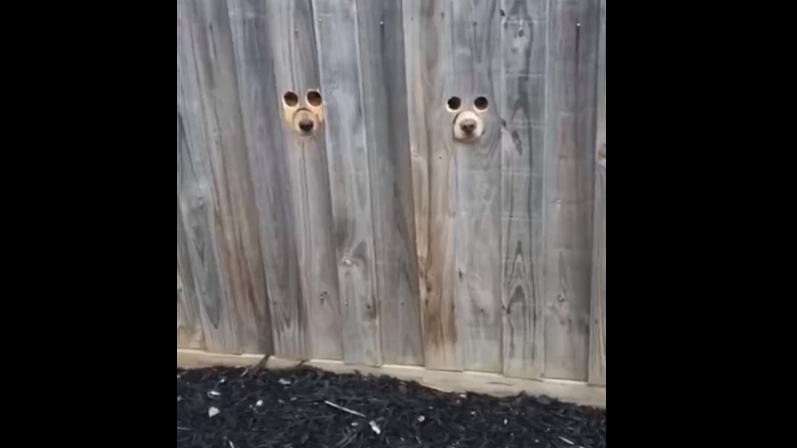 Дырки для подглядывания. Дырки в заборе для собак. Прорези в заборе для собак. Дырка в заборе. Отверстие в заборе для собаки.