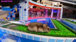 ?MEGA HAMSTER RACE ? maze with Traps hamster? Minecraft Maze