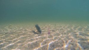 Ojas Assa. Силиконовый червь для Ul ловли. Приманки Солопова В.