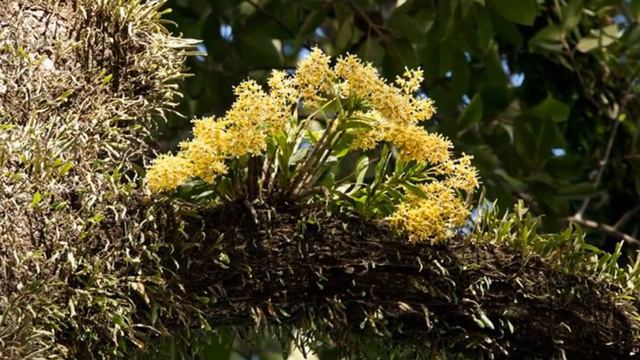 Hoa lan rừng vẻ đẹp thuần khiết nhiều màu sắc và sức sống mãnh liệt, một kiệt tác của tự nhiên смотреть онлайн