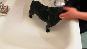 Французский бульдог Бени Уход и Здоровье