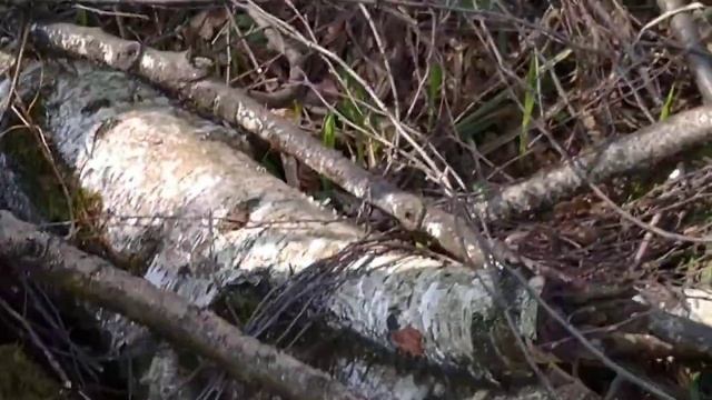 Обыкновенный уж/Обща змия/Common snakе 11.05.2021 #змея #уж смотреть онлайн