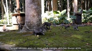 Sangeh Monkey Forest - Badung - Bali | Bali Recommended Place | Bali Must Visit Place