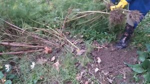 Космея посадка под зиму