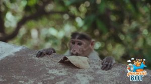Детёныш обезьяны сверху увидел маленького слона под маленьким деревом. Он испугался когда узнал..