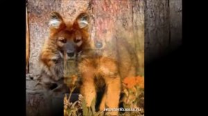 Красный волк