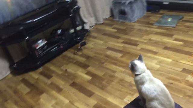 Cat watching TV смотреть онлайн