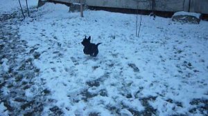 Cкотч-терьера щенки на зимней прогулке.