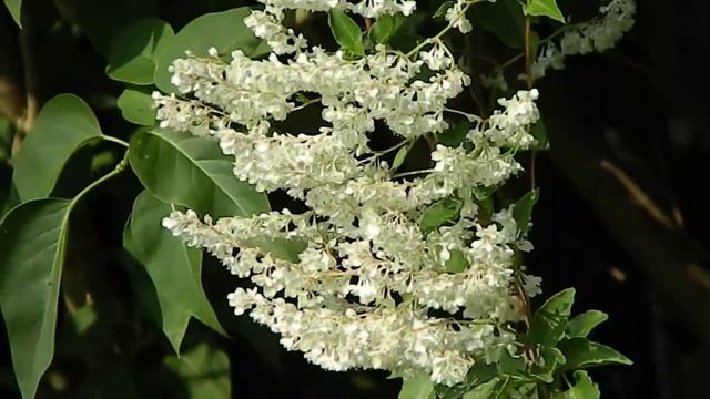 Fallopia aubertii смотреть онлайн