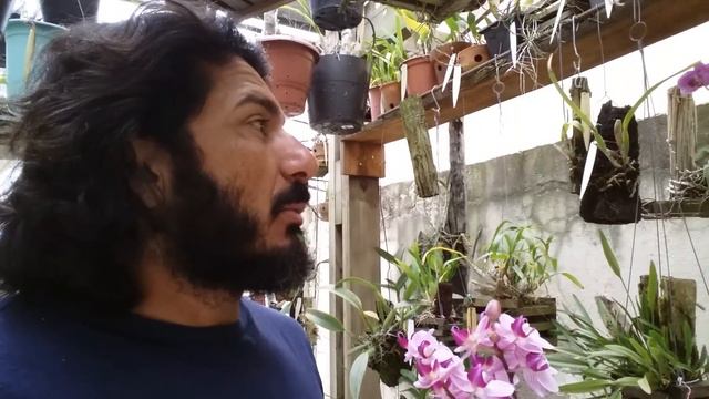 Cultivo de Phalaenopsis orquídeas смотреть онлайн