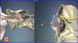 Среднее ухо | 3D Анатомия человека | Внутренние органы
