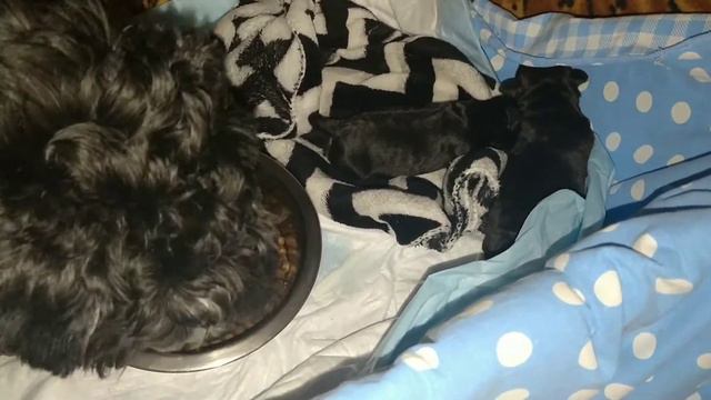 Похищение щенков. смотреть онлайн