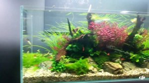 Green Aqua Nature Aquarium  in Budapest