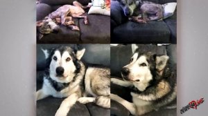 Аляскинский маламут уже не походил на собаку