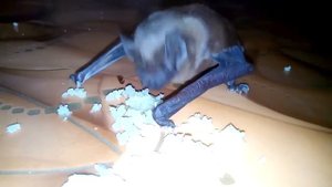 Летучая мышь ест капусту. Или чем кормить летучую мышь в домашних условиях