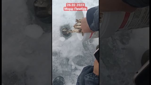 26.02.2023 Запустили пойманного на рыбалке карася в Мордовский Пимбур! #зарыбление #нарыбалке #улов