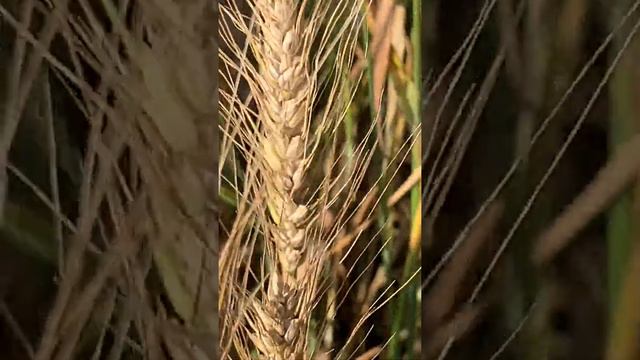 Фиолетовая пшеница селекционеры с генетиками создают сорта для здорового питания смотреть онлайн