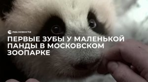 Первые зубы у маленькой панды в Московском зоопарке