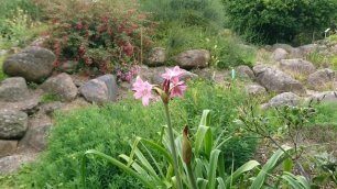 Кринум, Лилия болотная (дат. Hagelilje, лат. Crinum powellii) в ботаническом сад г. Орхус