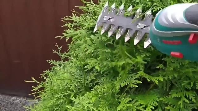 Уход за хвойными с весны до осени. смотреть онлайн