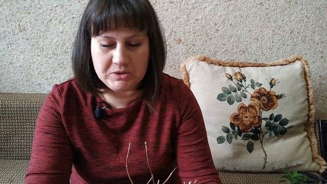 Результат черенкования  гортензий почкой . Новинка 2023 .г гортензия Бонфаер