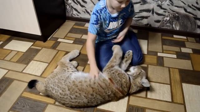 домашняя рысь. нам 8 месяцев.Самара.